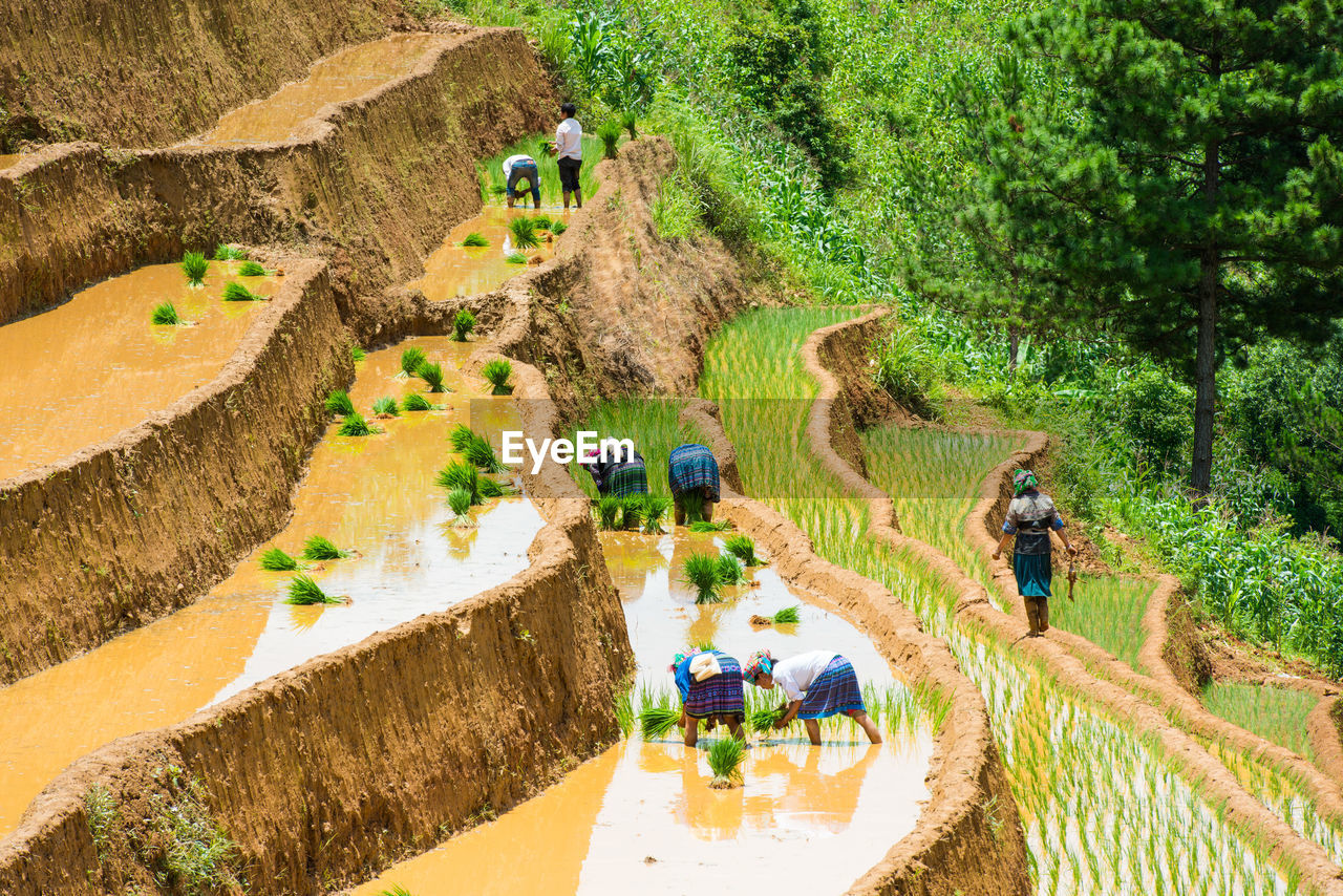 High angle view of farmers working on terraced field