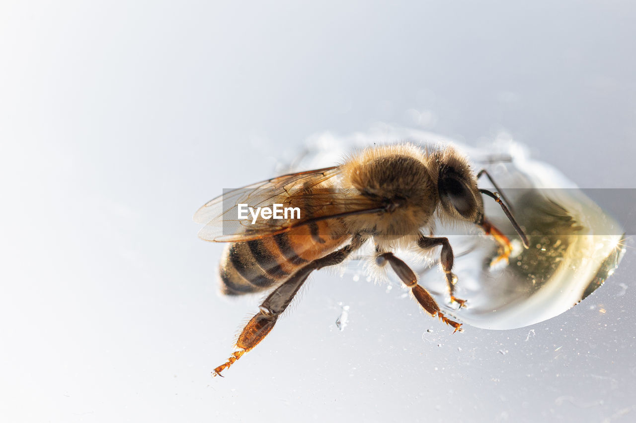 animal themes, animal, insect, bee, animal wildlife, honey bee, one animal, wildlife, close-up, macro photography, pest, fly, nature, no people, studio shot, animal wing, white background, macro, animal body part, beauty in nature