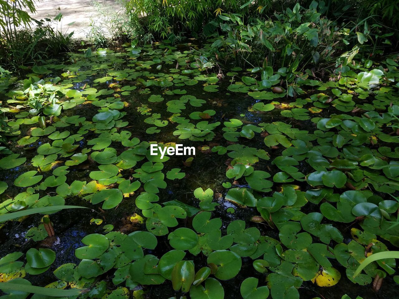 LEAVES FLOATING ON WATER