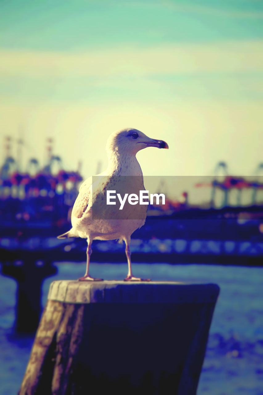 Seagull perching on wooden post at dock against sky