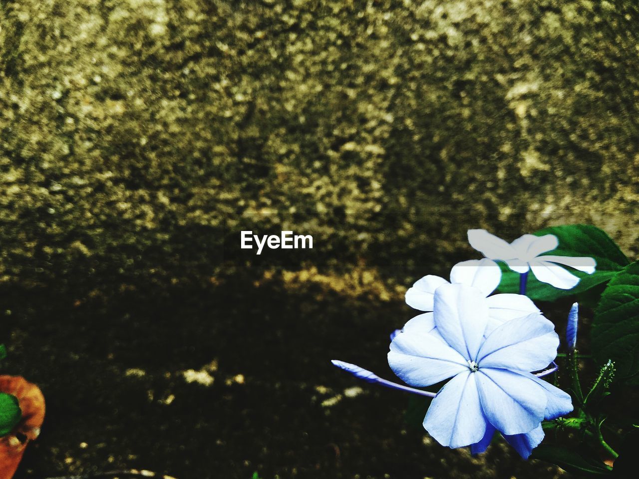 CLOSE-UP OF WHITE FLOWERS BLOOMING