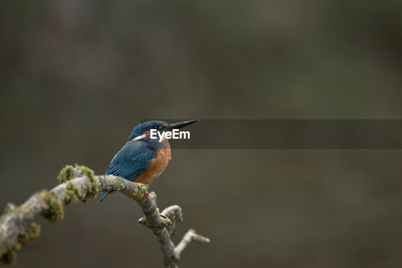 animal themes, bird, animal wildlife, animal, wildlife, one animal, nature, perching, beak, close-up, branch, no people, focus on foreground, tree, beauty in nature, plant, kingfisher, outdoors, full length, songbird, macro photography, day, environment