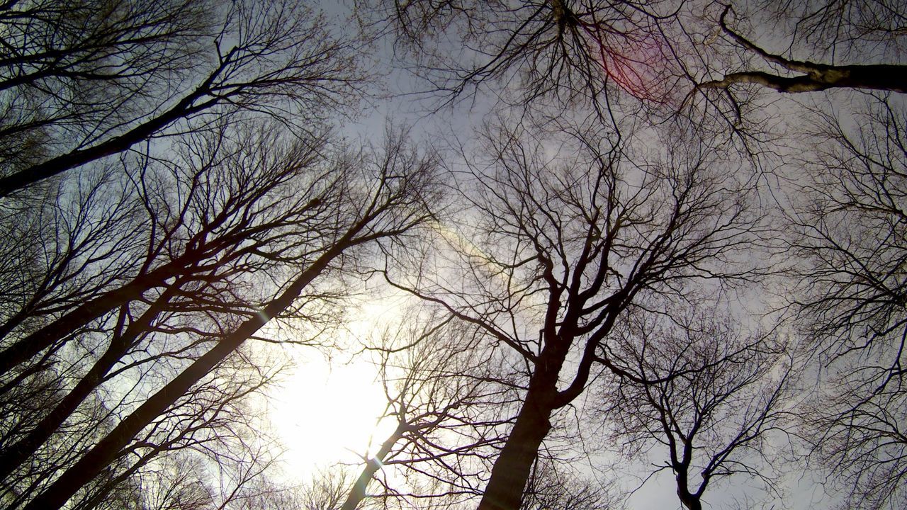 LOW ANGLE VIEW OF BARE TREES