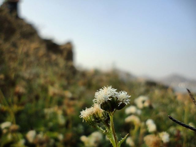 CLOSE-UP OF PLANT GROWING ON PLANT