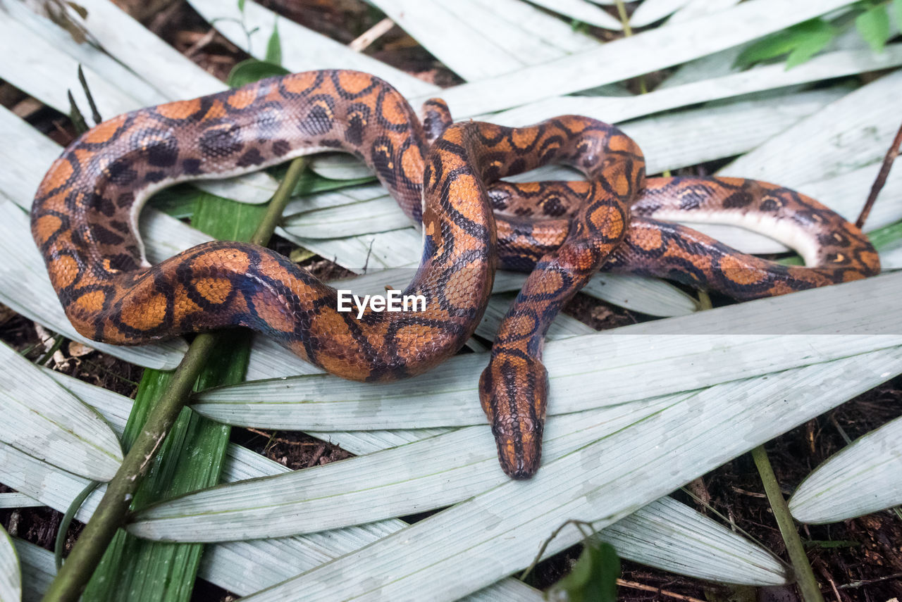 animal, wood, reptile, boa constrictor, boa, no people, snake, serpent, high angle view, animal themes, nature, day, food, animal wildlife, close-up, food and drink, outdoors