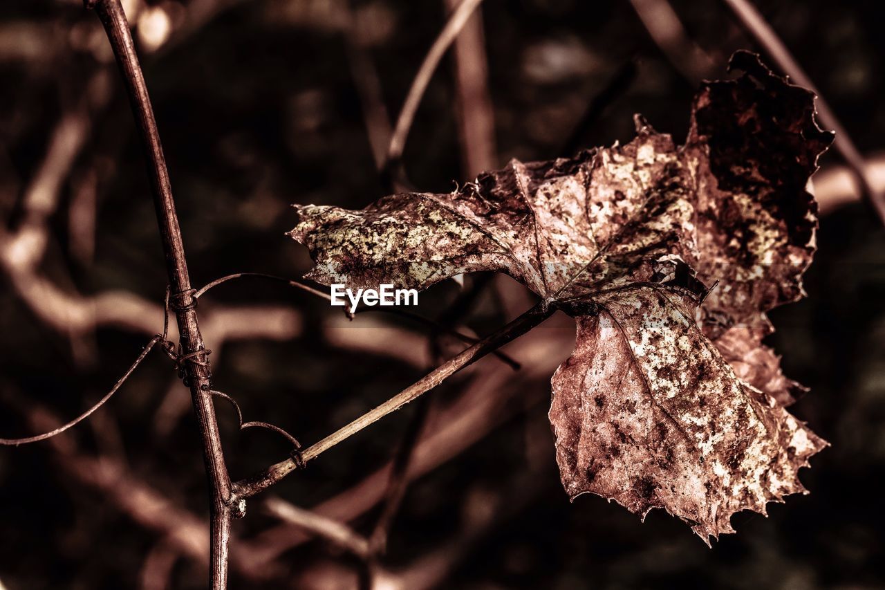 CLOSE-UP OF DEAD FLOWERS