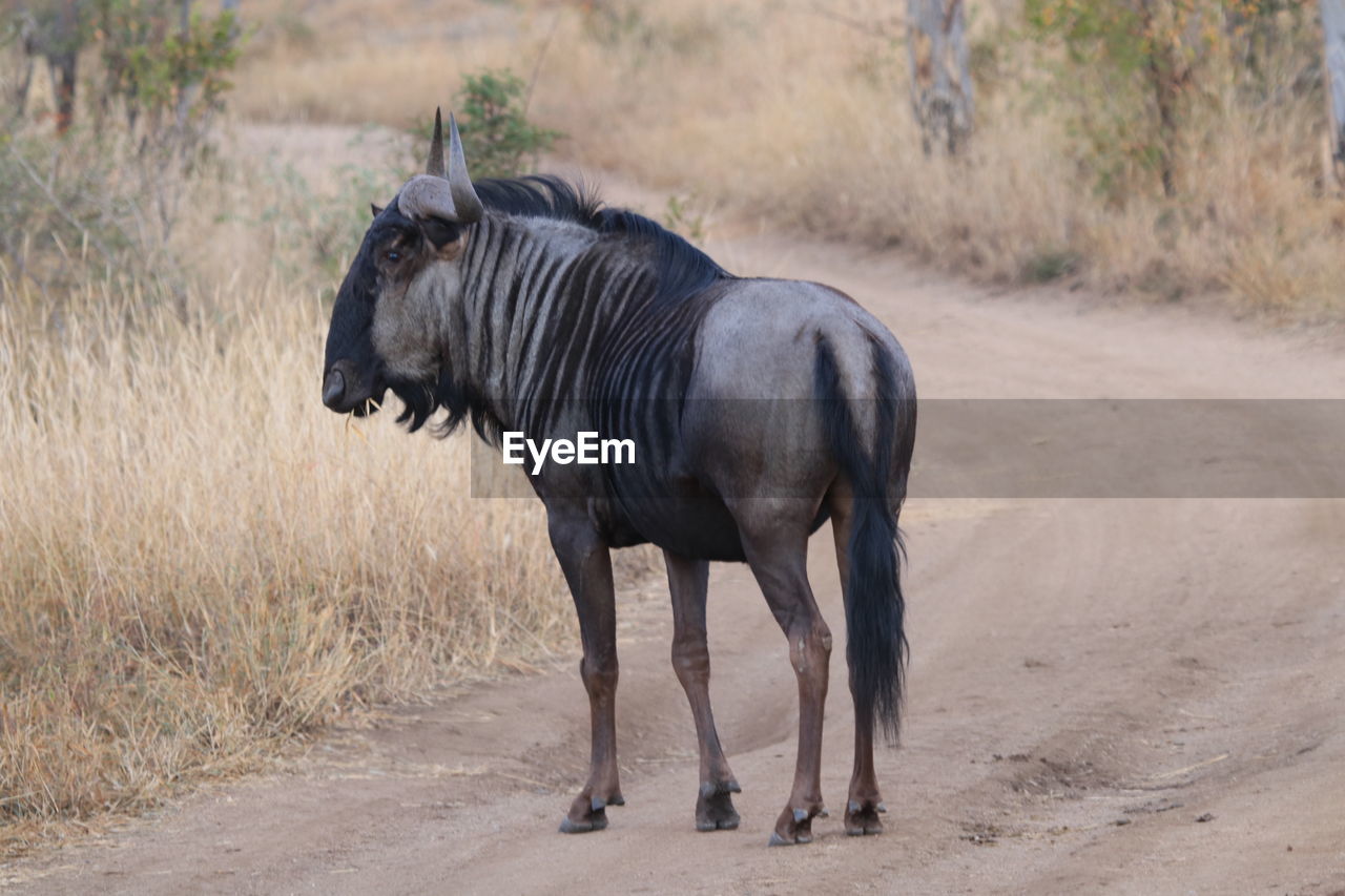 Wildebeest