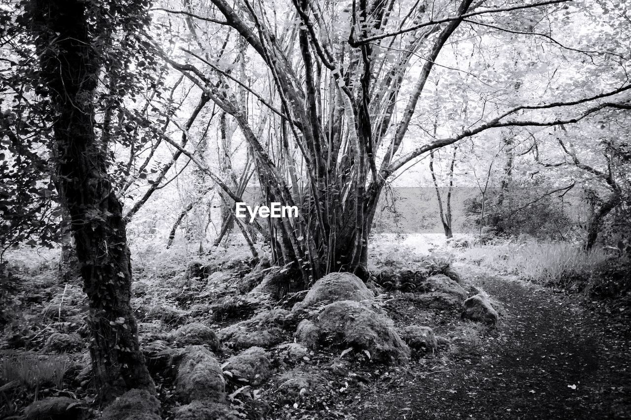 BARE TREE IN FOREST