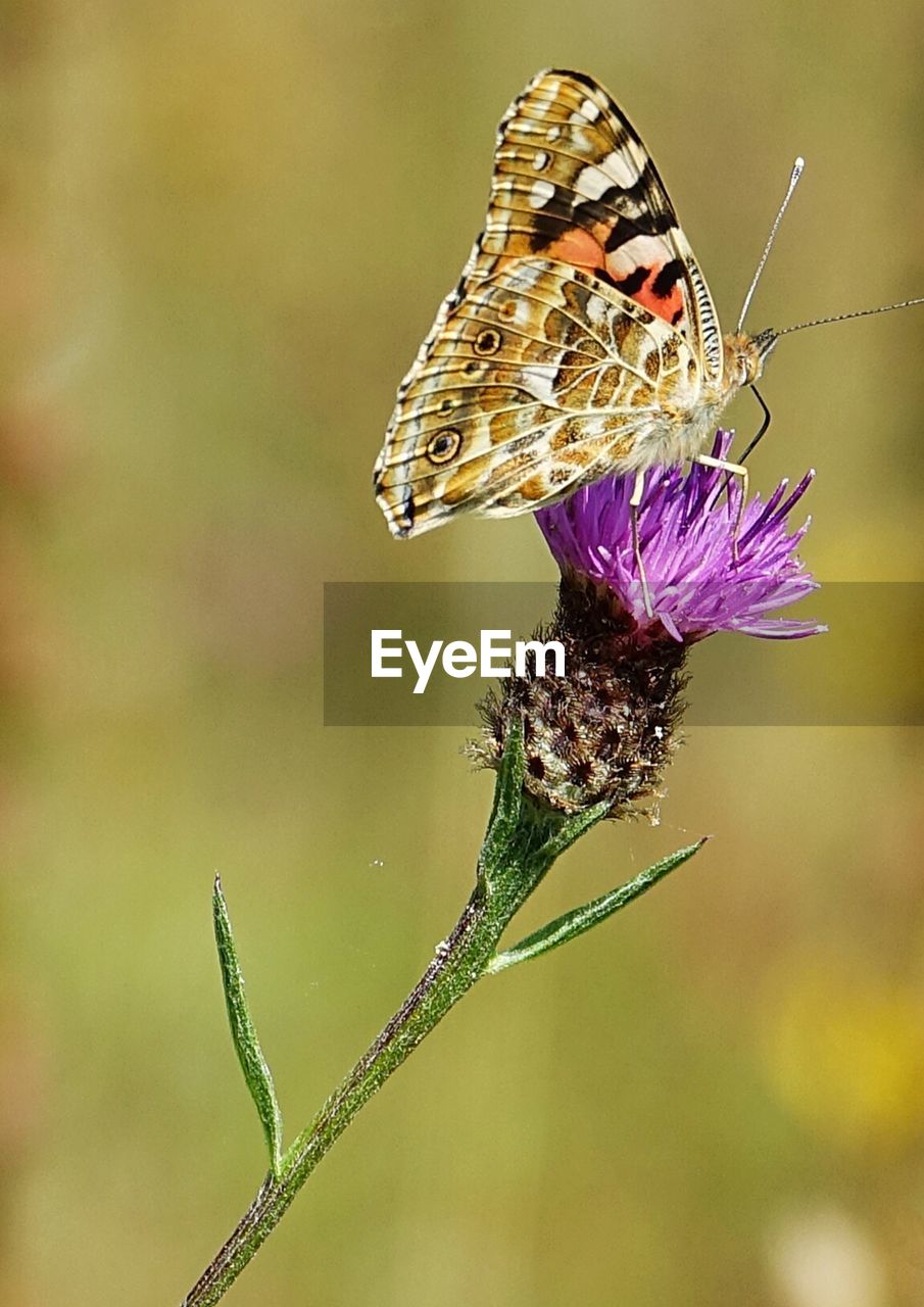 CLOSE-UP OF BUTTERFLY POLLINATING FLOWER