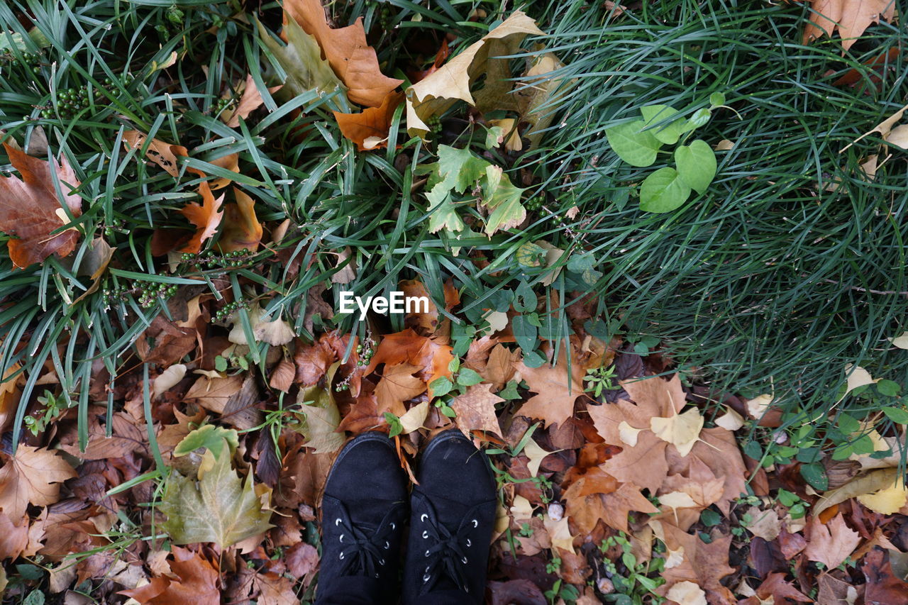 Low section of person standing on autumn leaves