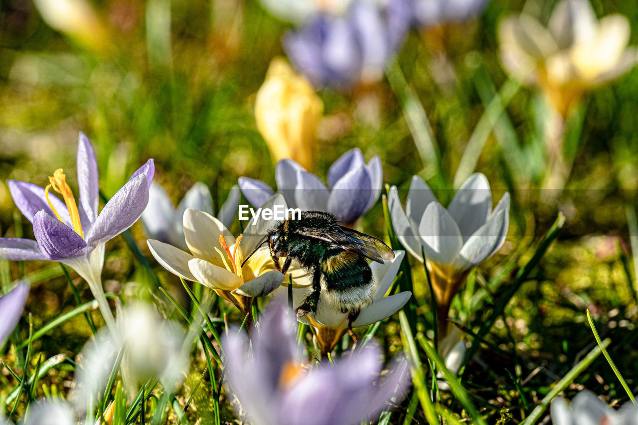 CLOSE-UP OF BEE POLLINATING ON PURPLE FLOWER