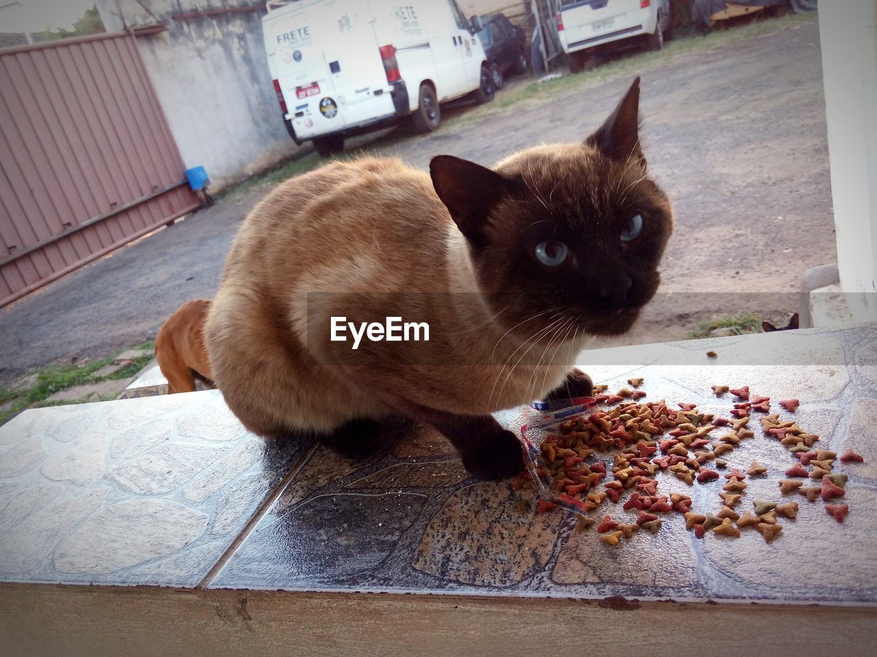 Close-up portrait of a cat