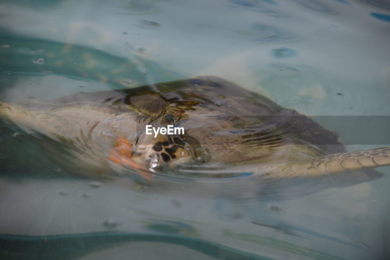 CLOSE-UP OF TURTLE IN SEA