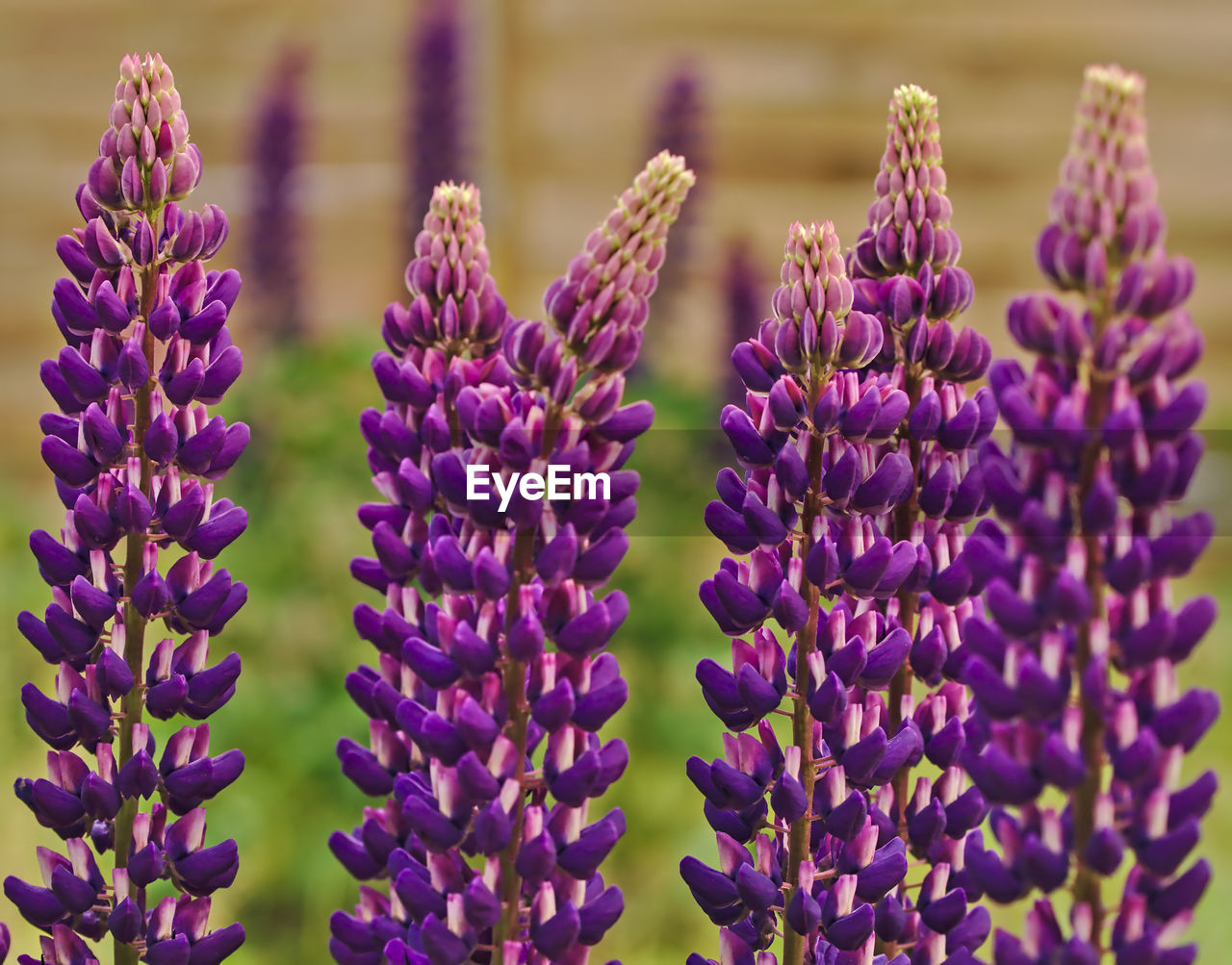 Close-up of purple lavender flowers