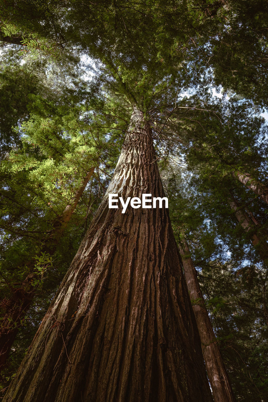 Looking up at giant redwood trees in a humboldt forest, california. vertical image.