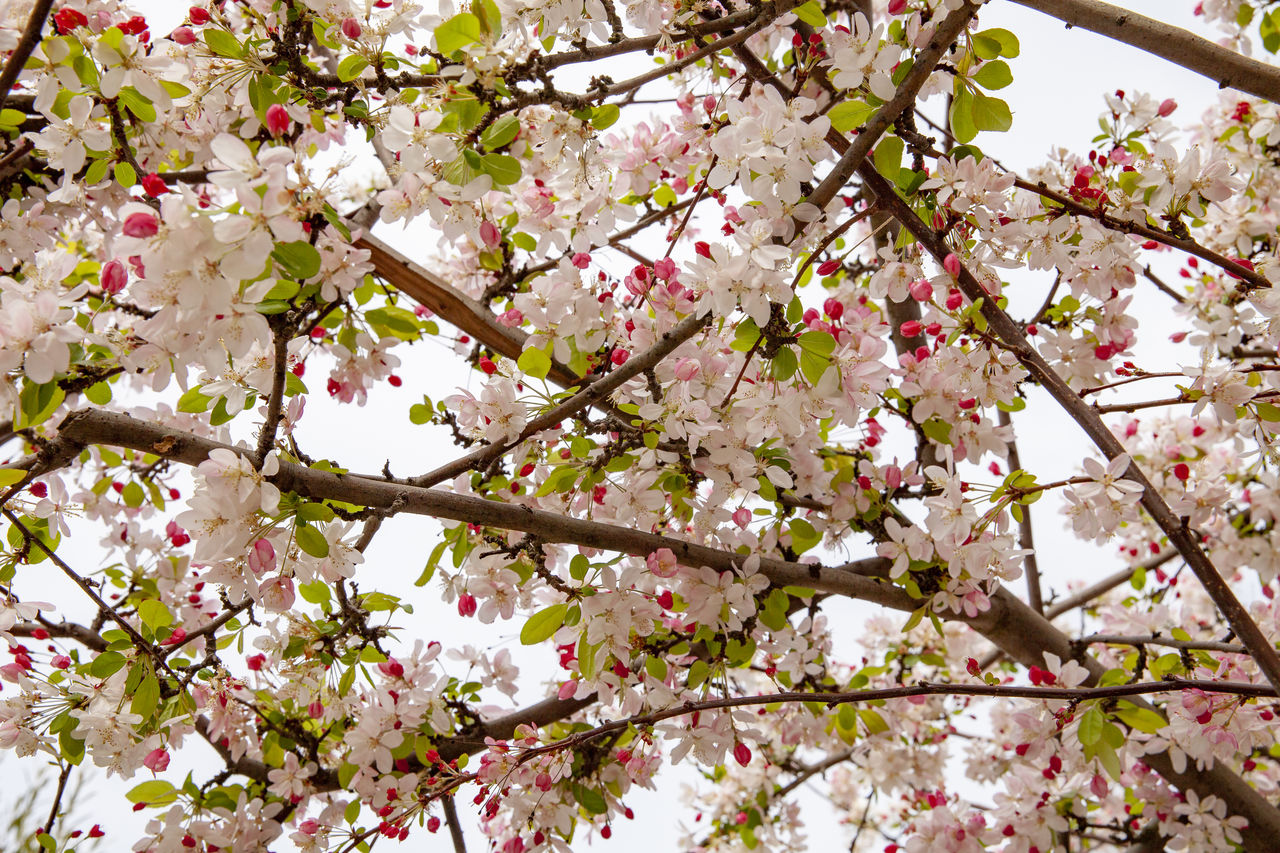 plant, tree, flower, blossom, flowering plant, springtime, fragility, beauty in nature, freshness, growth, branch, pink, nature, cherry blossom, produce, low angle view, no people, cherry tree, day, botany, food, outdoors, cherry, spring, fruit tree, sky, close-up, petal, inflorescence, agriculture, food and drink, white, flower head