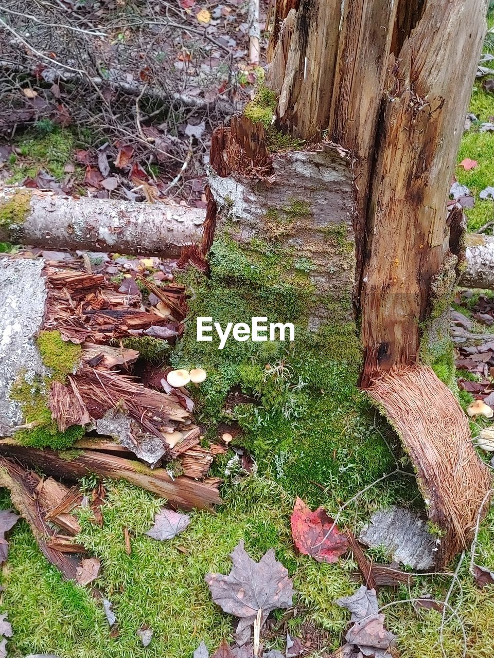 plant, tree, nature, wood, day, growth, no people, tree trunk, woodland, trunk, land, flower, outdoors, forest, green, leaf, beauty in nature, log, moss, timber, plant part, high angle view, deforestation, tranquility, bark