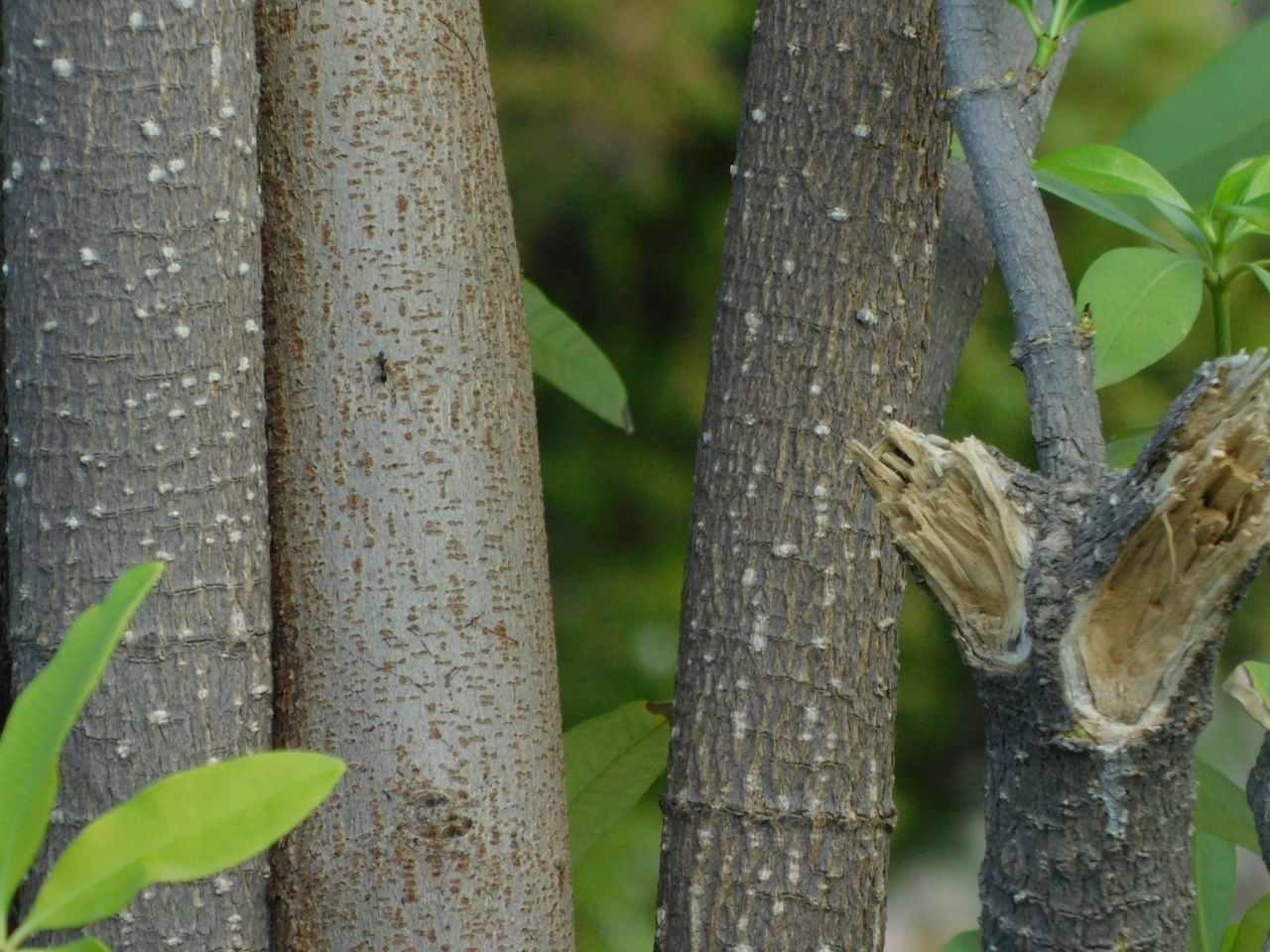 CLOSE-UP OF BAMBOO TREE TRUNK