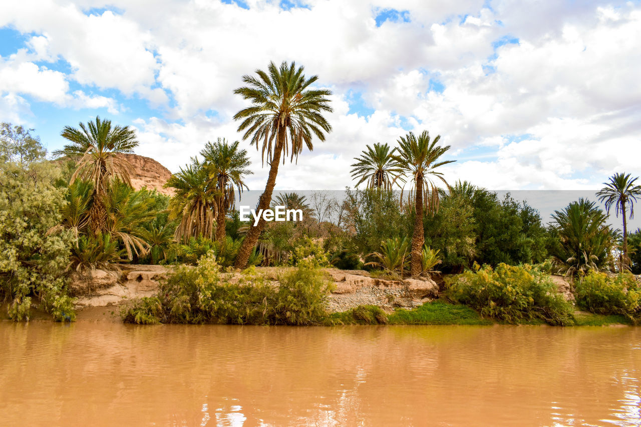 SCENIC VIEW OF PALM TREES AGAINST SKY