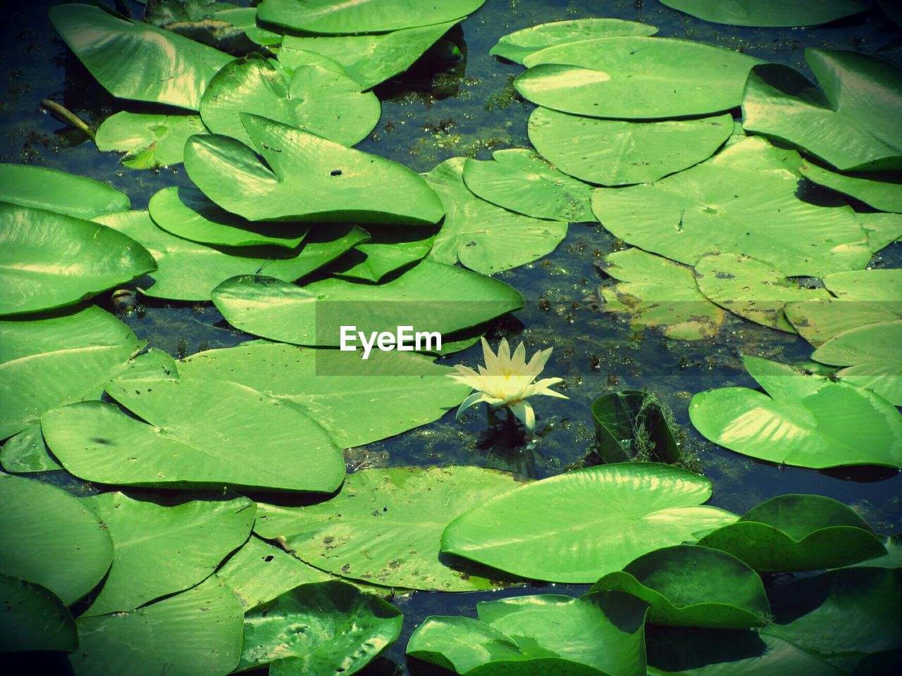 High angle view of lotus water lily floating in pond