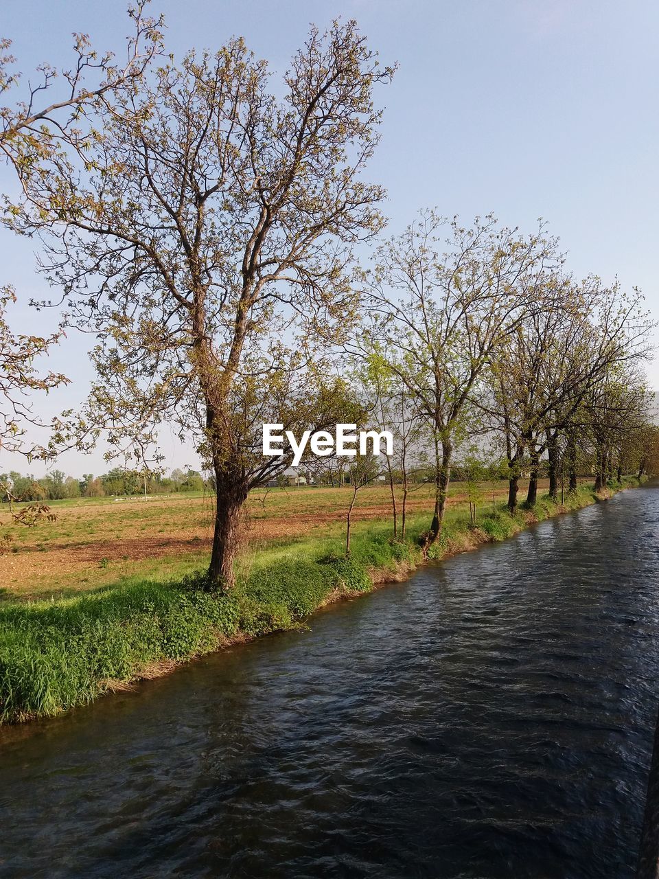River by trees against clear sky