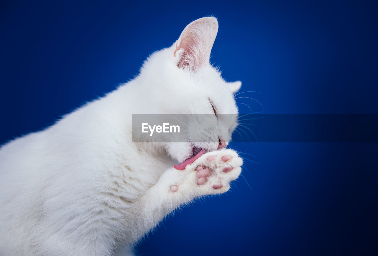 CLOSE-UP OF A WHITE CAT AGAINST BLUE BACKGROUND