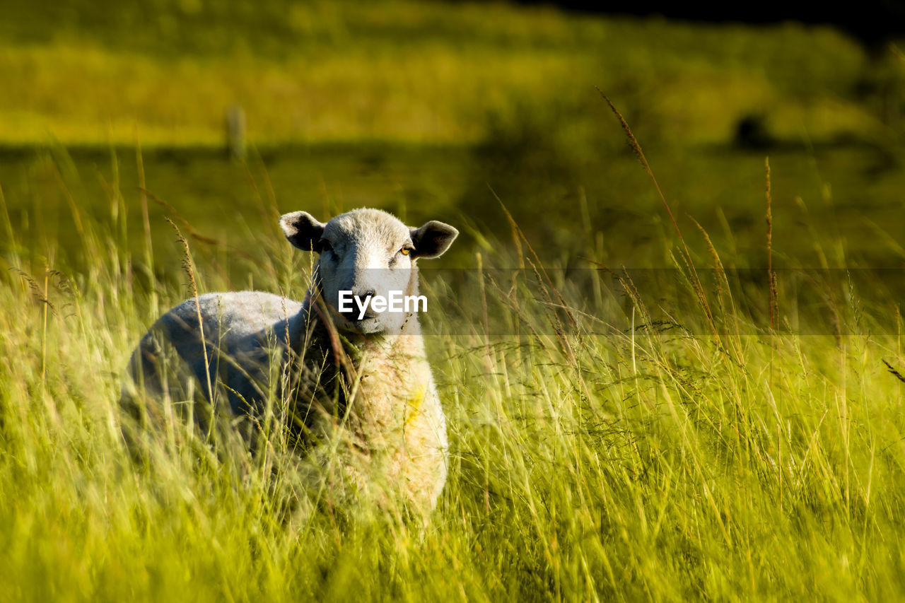 Portrait of sheep on grass