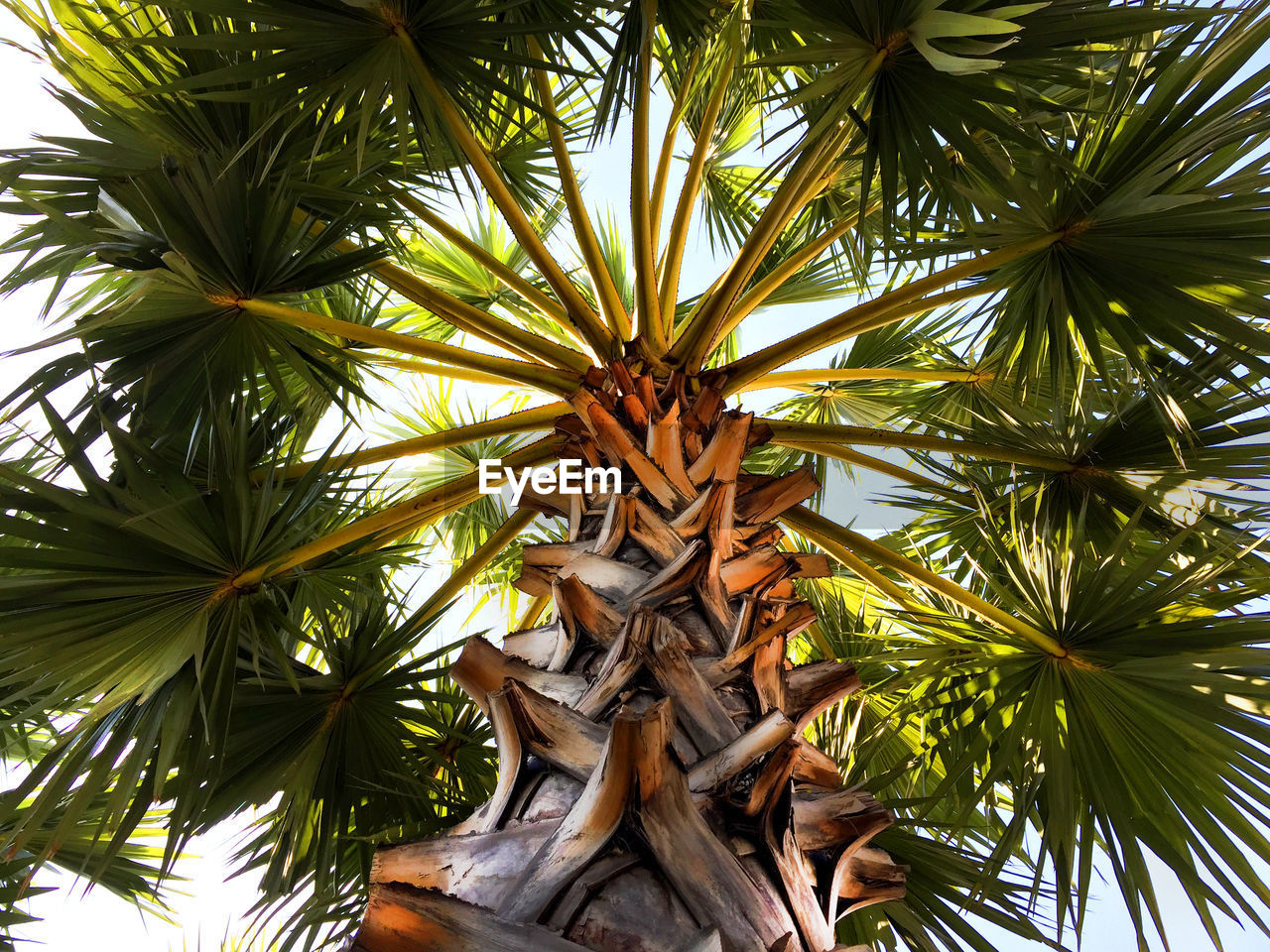 Low angle view of palm tree against sky