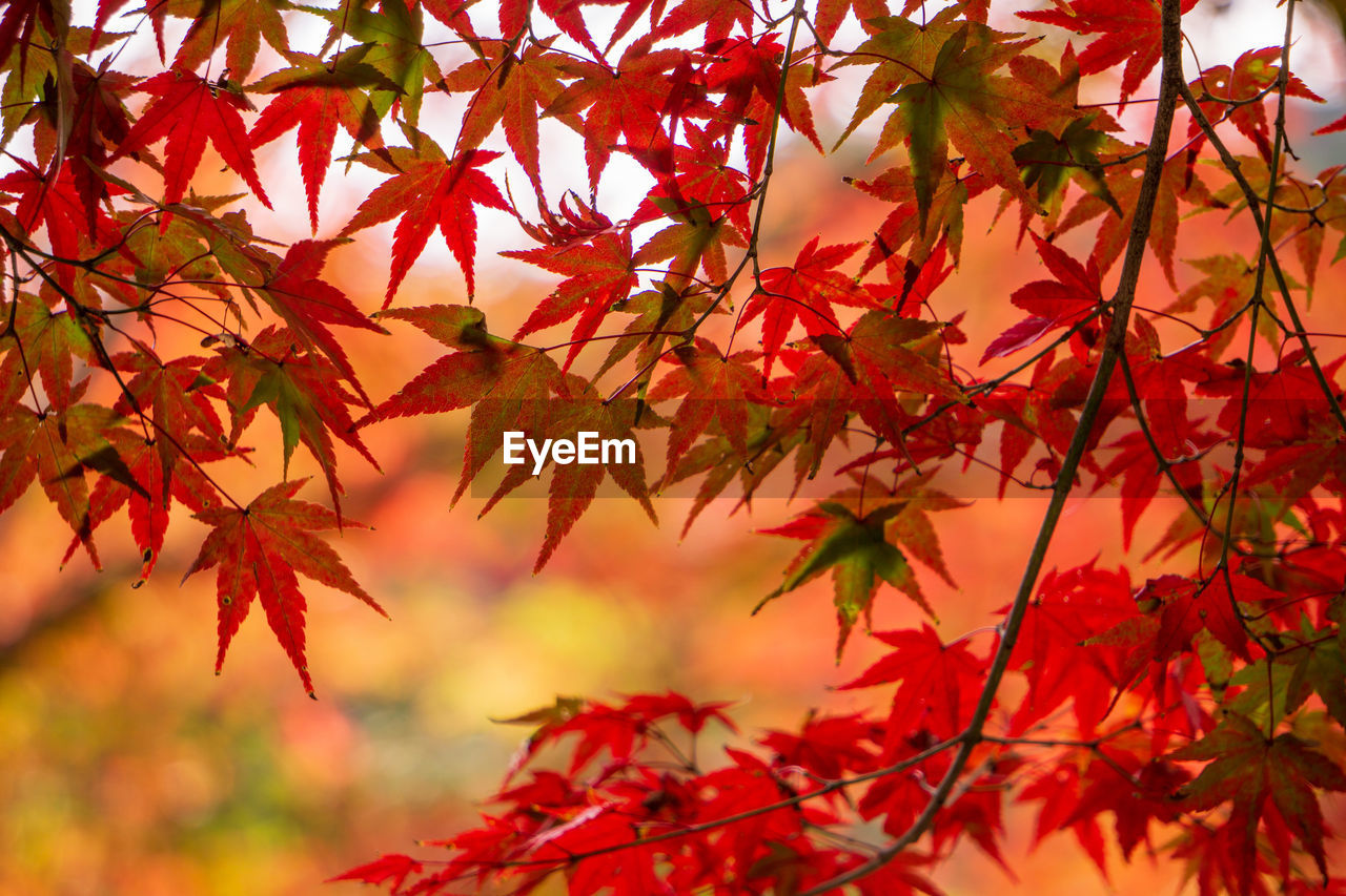 CLOSE-UP OF MAPLE LEAVES ON BRANCH