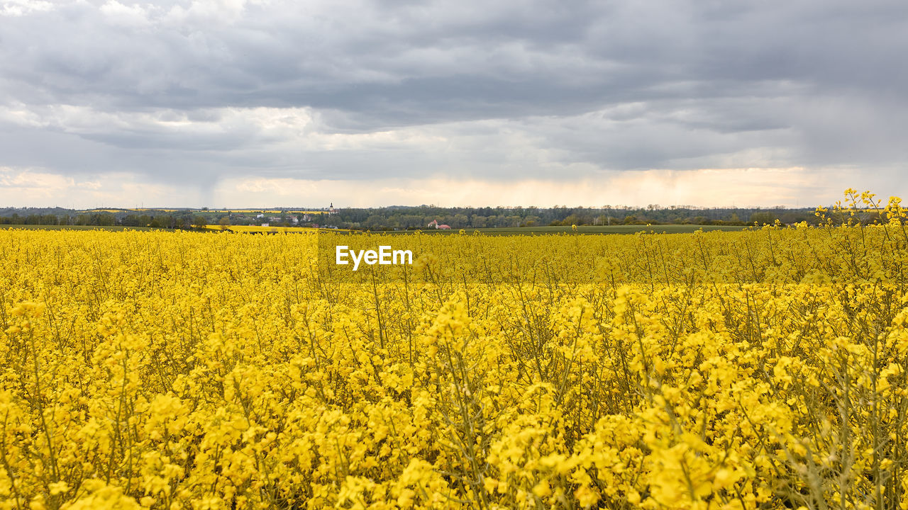 SCENIC VIEW OF FIELD AGAINST CLOUDY SKY