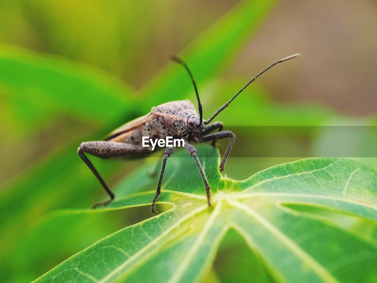 Close-up of insect on leaf