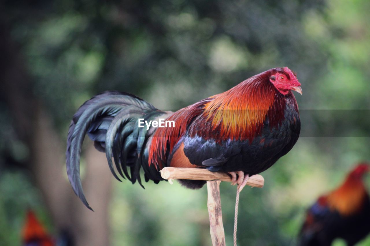 CLOSE-UP OF A BIRD PERCHING ON BRANCH