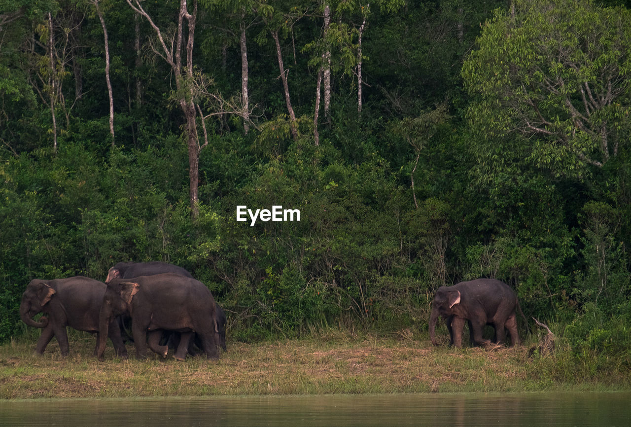 Asian elephant in khao yai national park thailand
