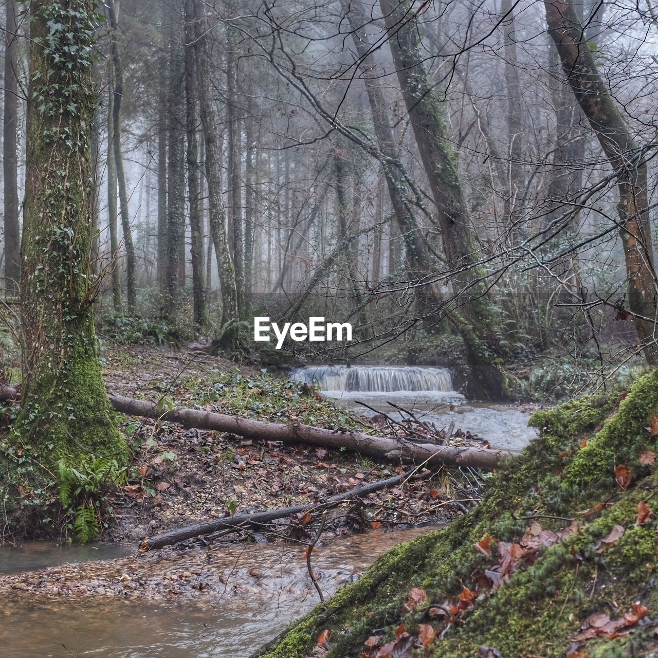 TREES GROWING IN FOREST