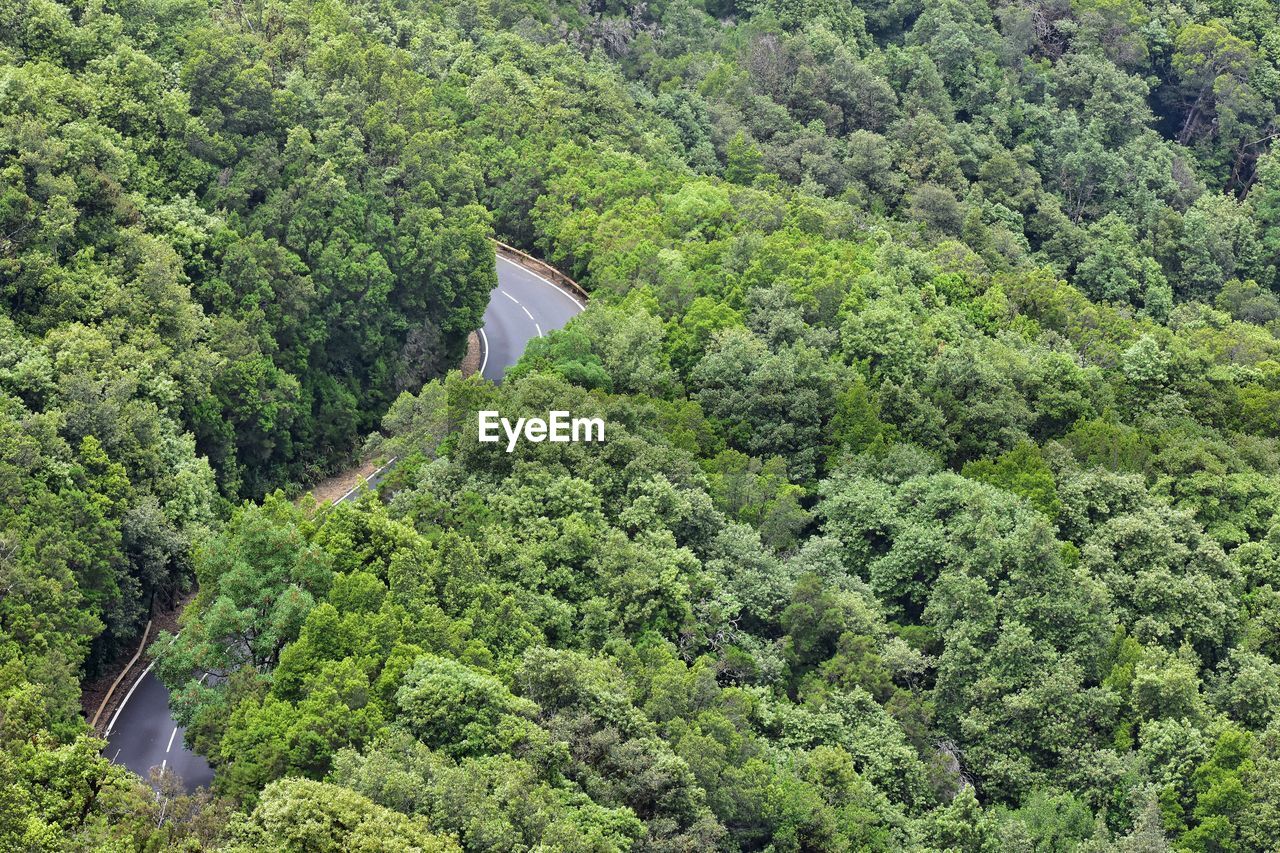 High angle view of plants and trees in forest