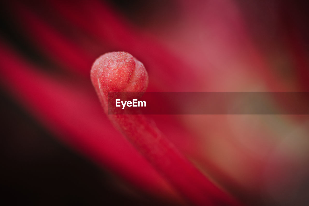 Close-up of red rose flower