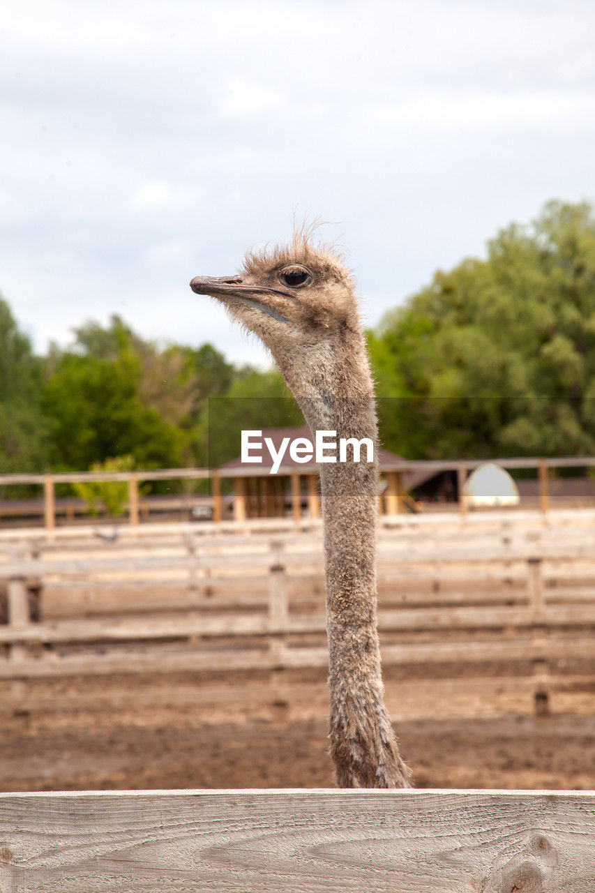 ostrich, animal themes, animal, ratite, one animal, bird, animal wildlife, wildlife, fence, animal body part, nature, no people, day, mammal, sky, focus on foreground, animal head, outdoors, animal neck, plant, zoo, farm, domestic animals, emu, tree, cloud, close-up, animals in captivity, agriculture