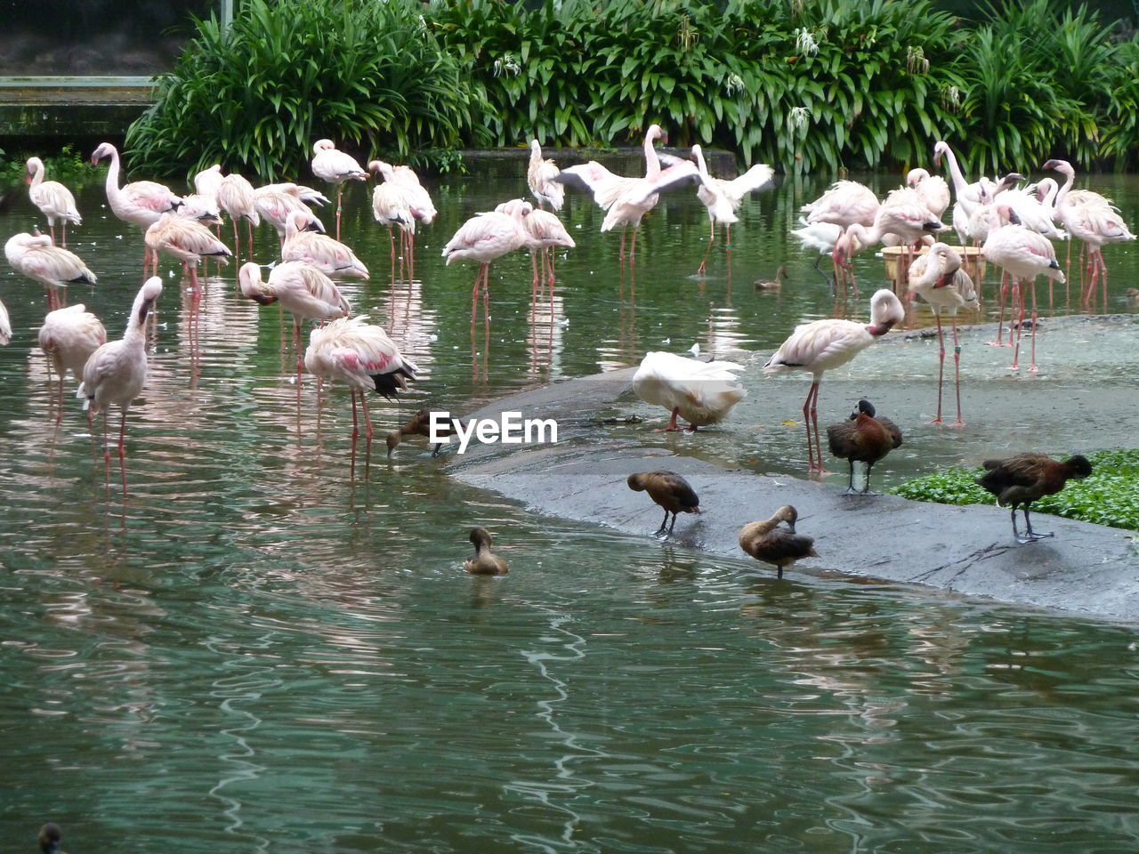 FLOCK OF BIRDS IN LAKE