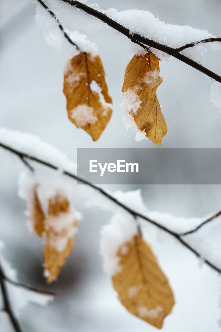 Close-up of frost on dry leaves