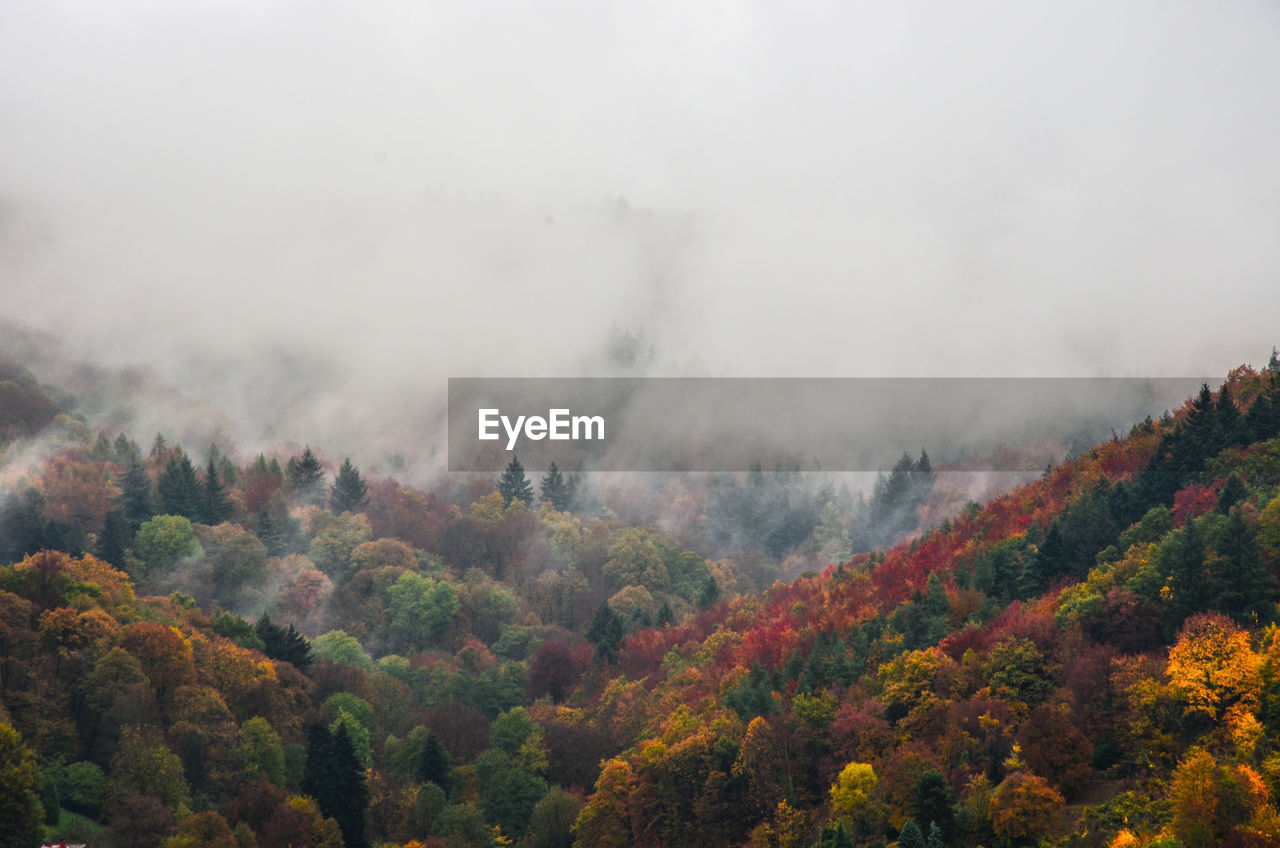 Scenic view of forest during autumn