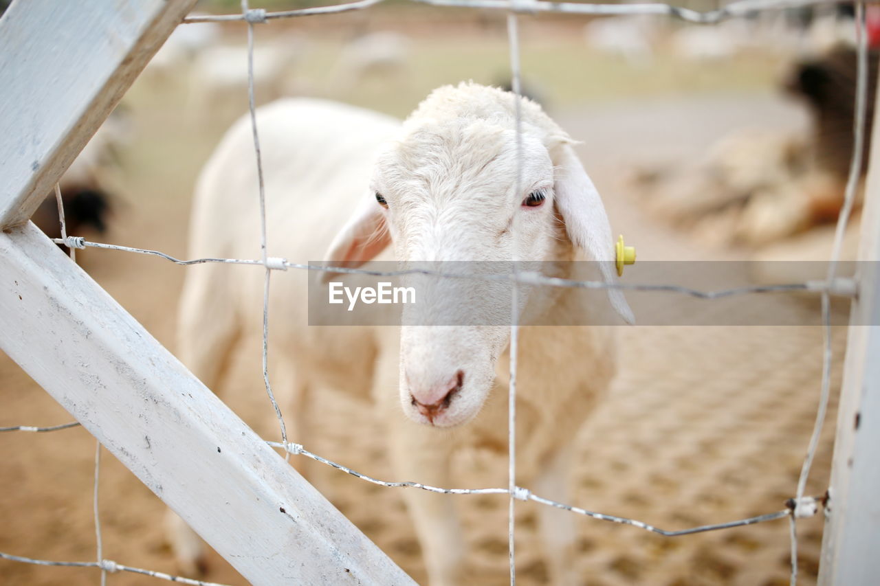 animal, animal themes, mammal, domestic animals, livestock, pet, one animal, fence, agriculture, farm, animal body part, white, sheep, no people, nature, focus on foreground, outdoors, animal shelter, animal wildlife, portrait, rural scene, cage, day, close-up, spring, animal head