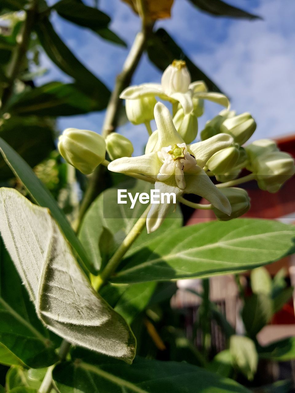 CLOSE-UP OF FLOWER PLANT