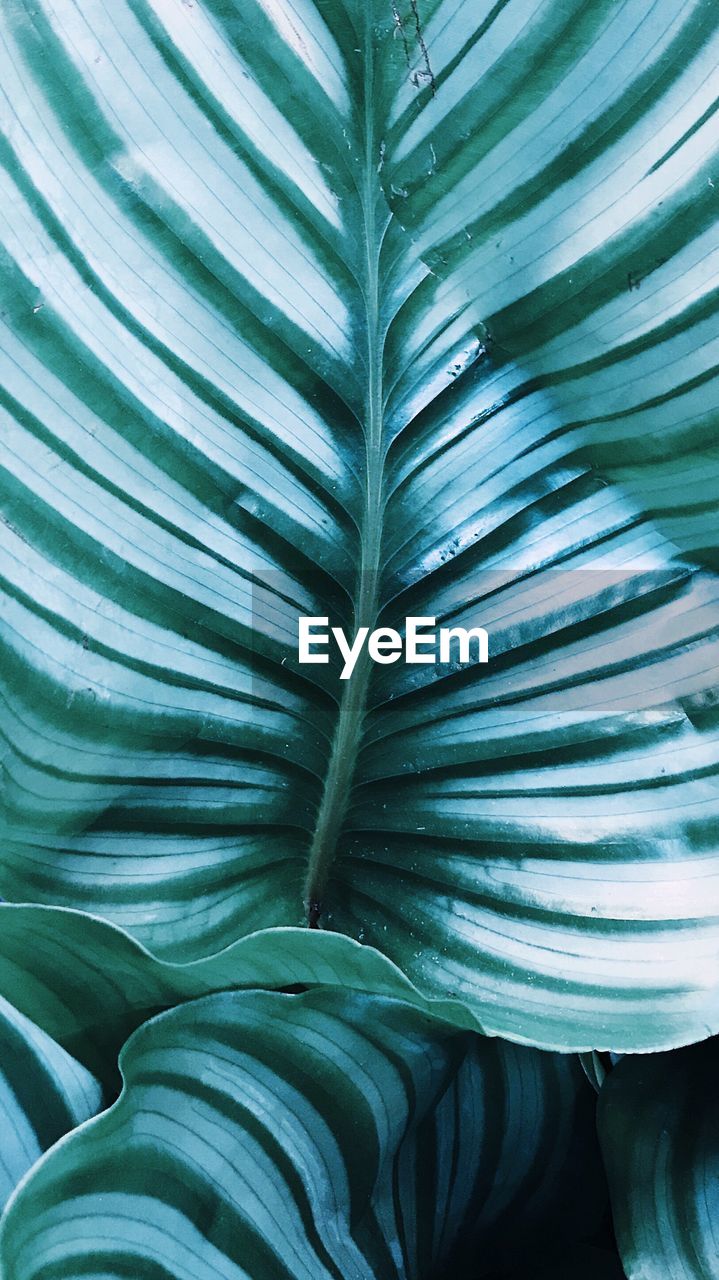 Close-up of palm leaves. calathea orbifolia