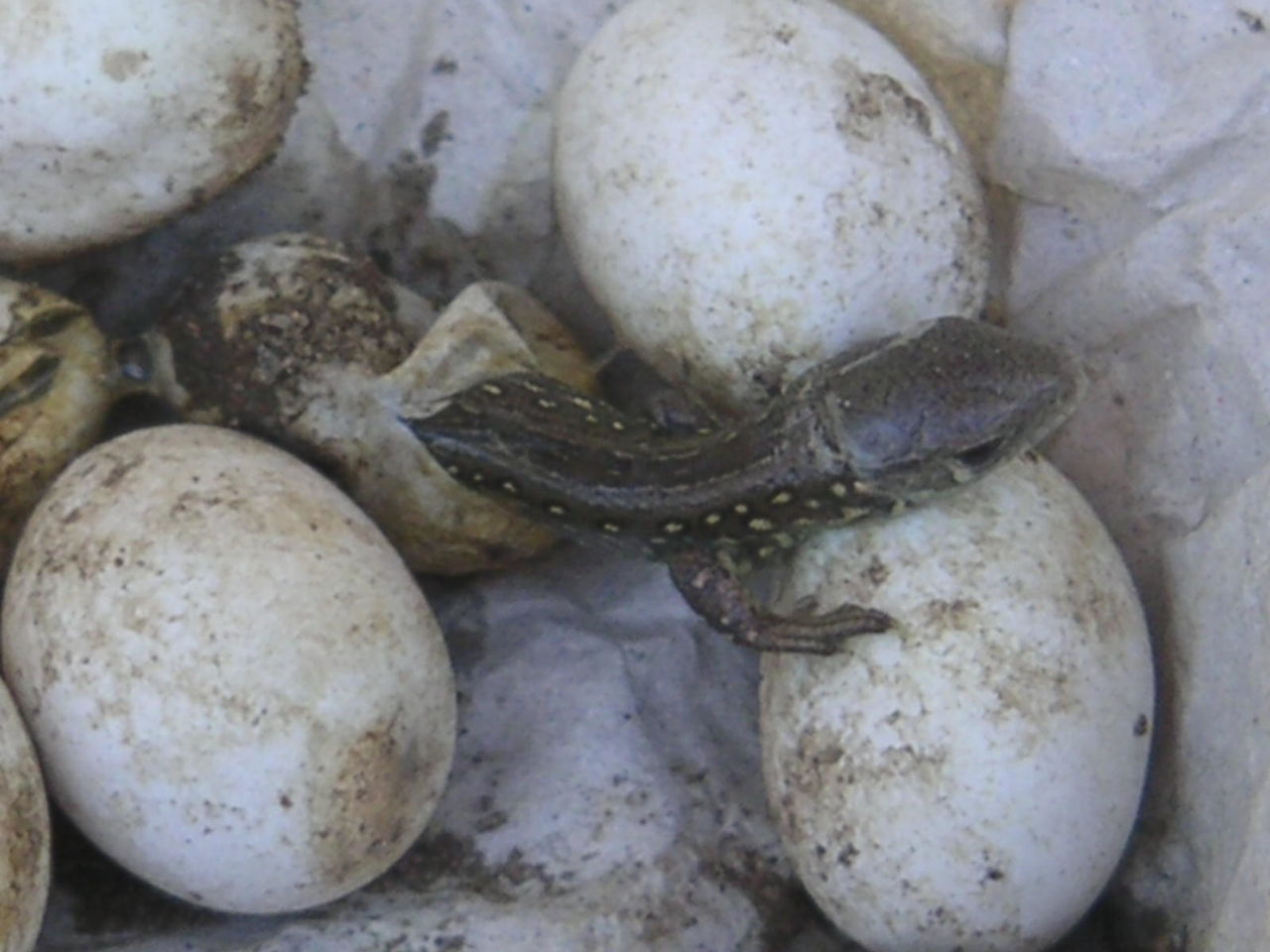 CLOSE-UP OF TURTLE