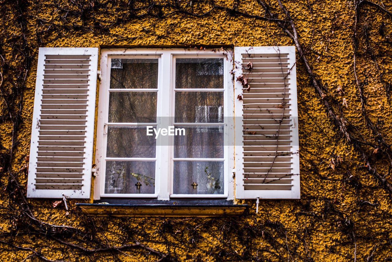 Low angle view of window on dry ivy covered wall