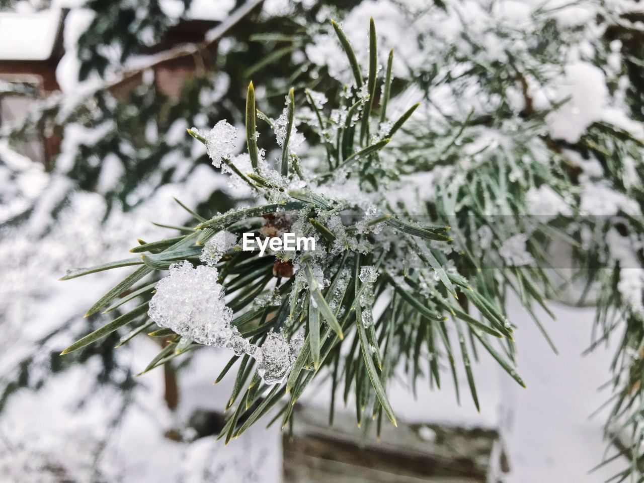 CLOSE-UP OF FROZEN TREE BRANCH