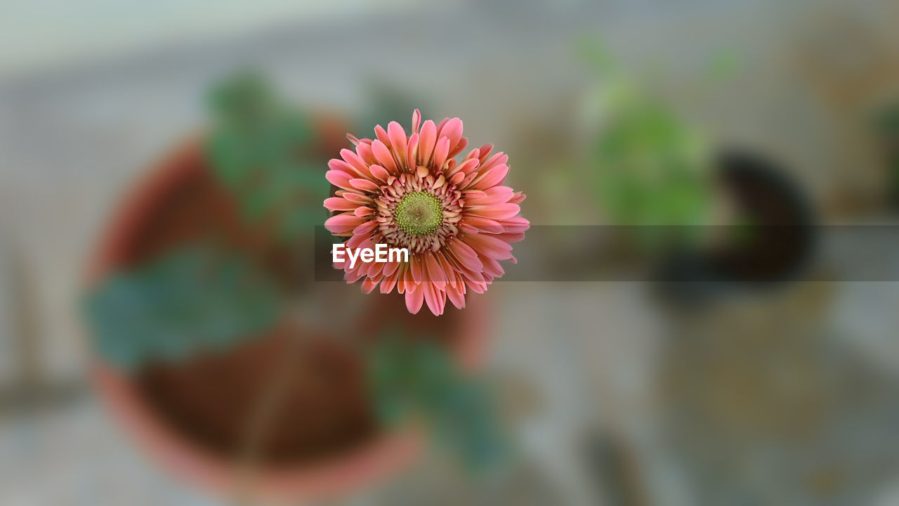 Close-up of flower blooming outdoors