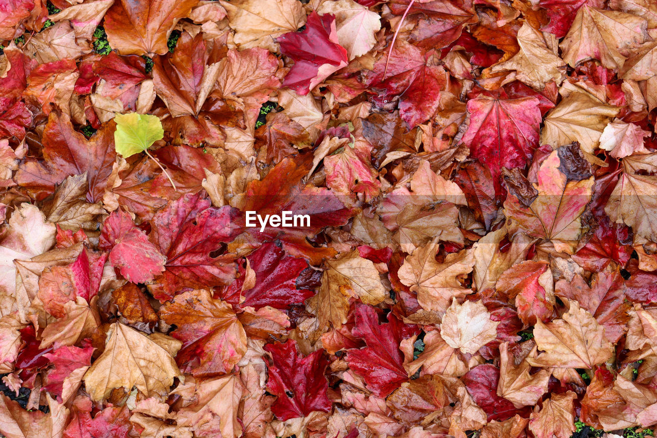 Full frame shot of autumn leaves