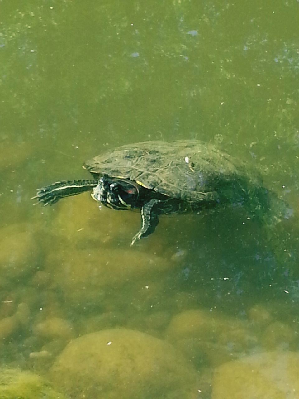 VIEW OF SWIMMING IN WATER