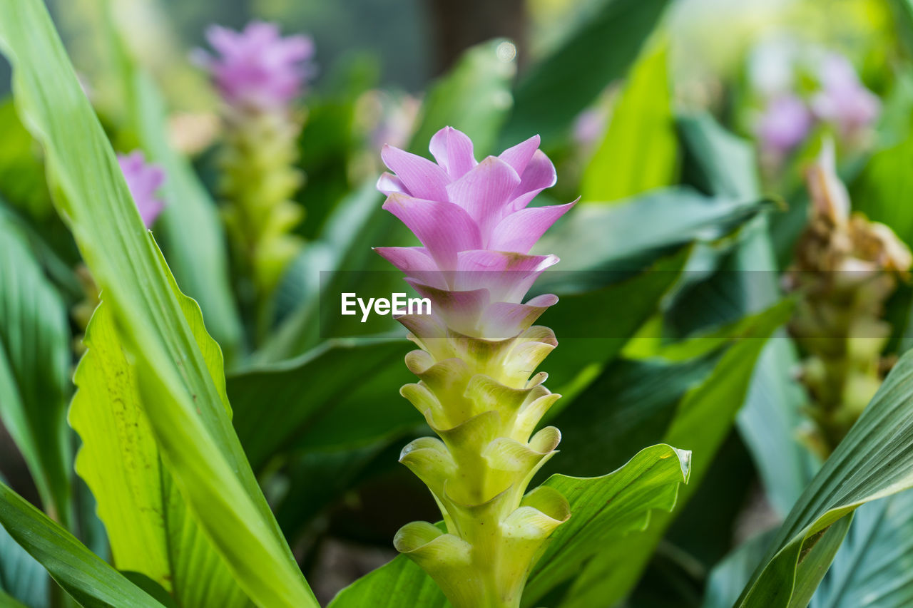 Pink flowers.siam tulip.beautiful field of flower in national park.